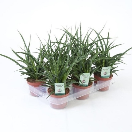 Сансевиерия Пунки D10